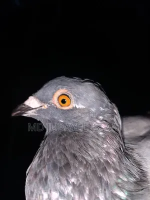 Original Recer Pigeon