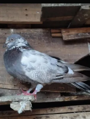 Photo - Original Giribaj Kobotor