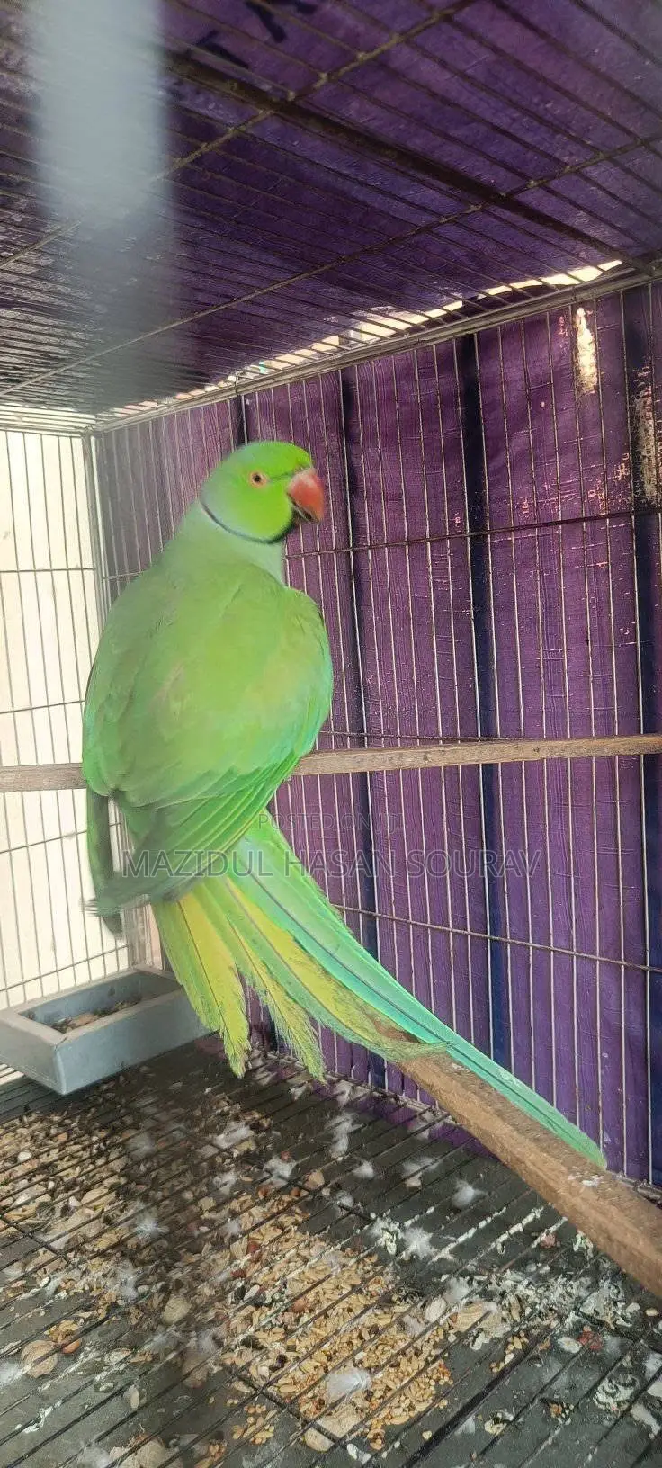 ইন্ডিয়ান রিংনেক রানিং টিয়াপাখির জোড়া