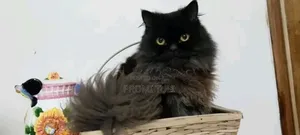 1+ Year Male Purebred Persian