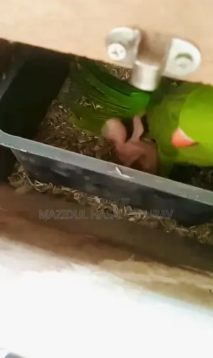 Photo - খাচা সহ ডিম বাচ্চা করা ইন্ডিয়ান রিংনেক টিয়া পাখি জোড়া