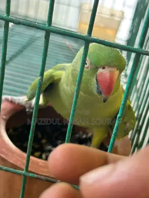 খাচা সহ ডিম বাচ্চা করা ইন্ডিয়ান রিংনেক টিয়া পাখি জোড়া