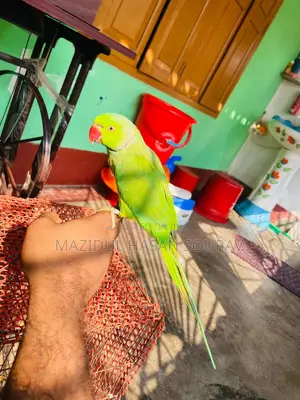 খাচা সহ ডিম বাচ্চা করা ইন্ডিয়ান রিংনেক টিয়া পাখি জোড়া