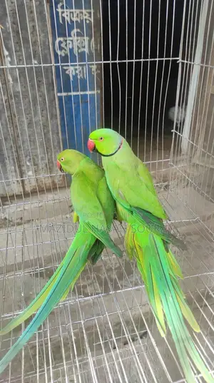 খাচা সহ ডিম বাচ্চা করা ইন্ডিয়ান রিংনেক টিয়া পাখি জোড়া