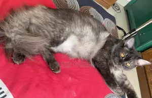 Photo - 6-12 Months Male Purebred Persian