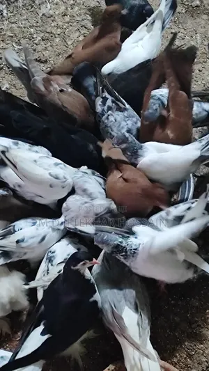 Photo - কবুতর ২০ জোড়া প্লাস