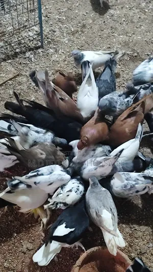 কবুতর ২০ জোড়া প্লাস