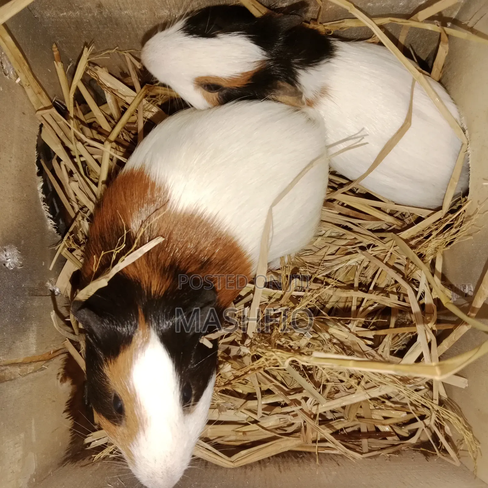 Guniea Pig for Sale