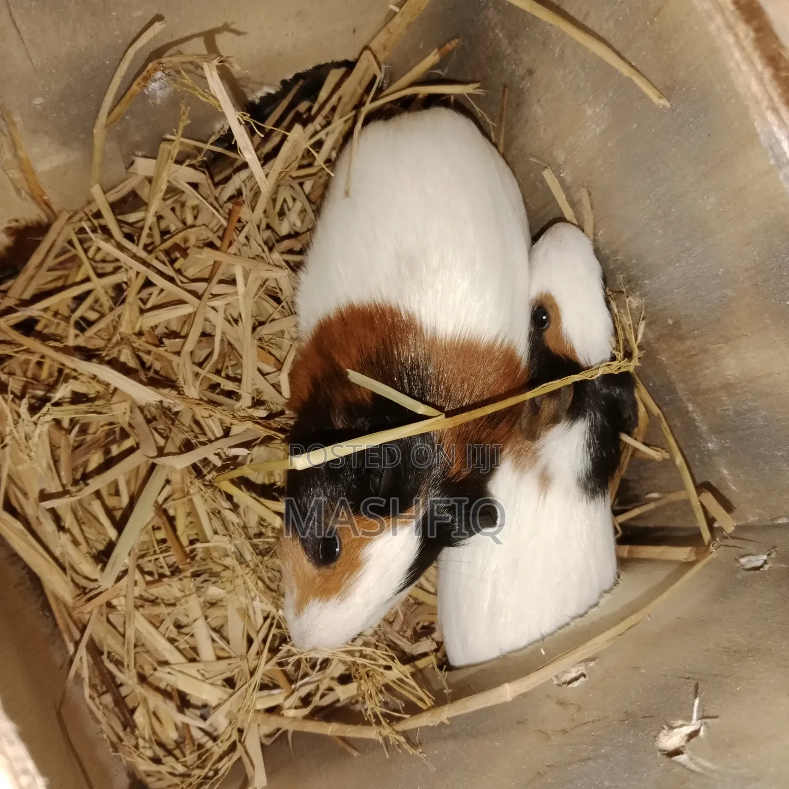 Guniea Pig for Sale