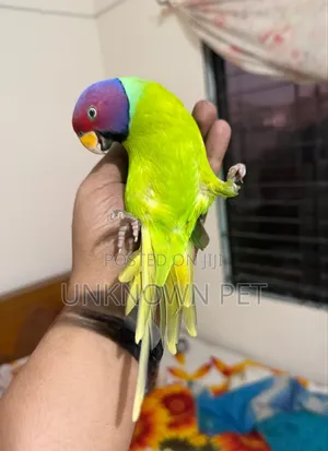 Plumhead Parrot (লাল মাথা টিয়াপাখি)