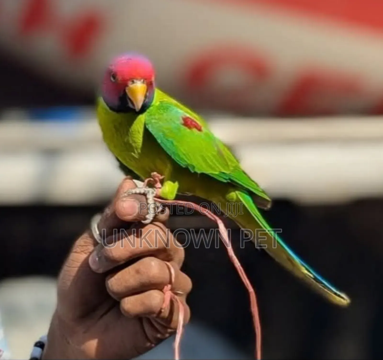 Plumhead Parrot (লাল মাথা টিয়াপাখি)