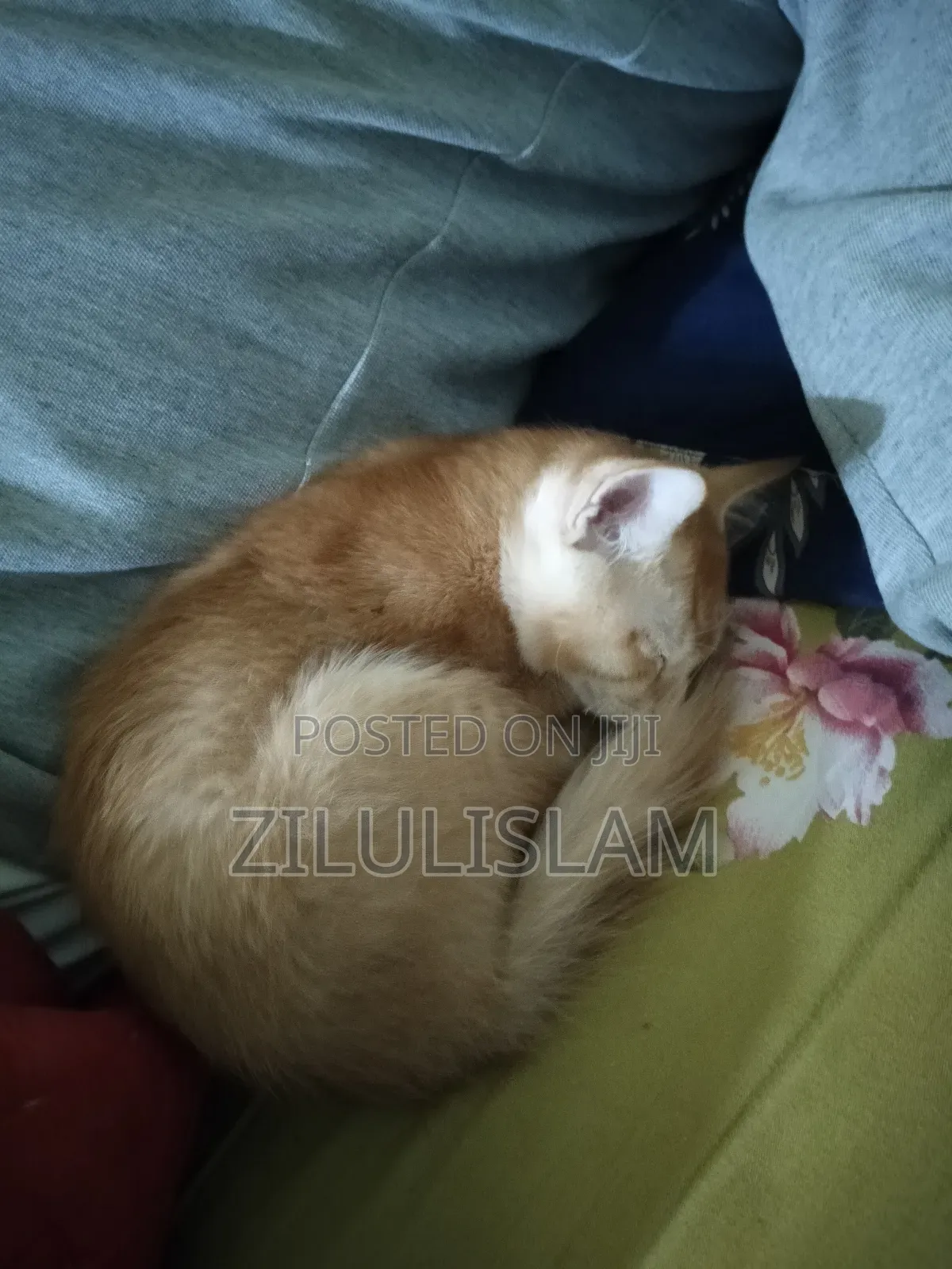1-3 Months Male Mixed Breed Persian
