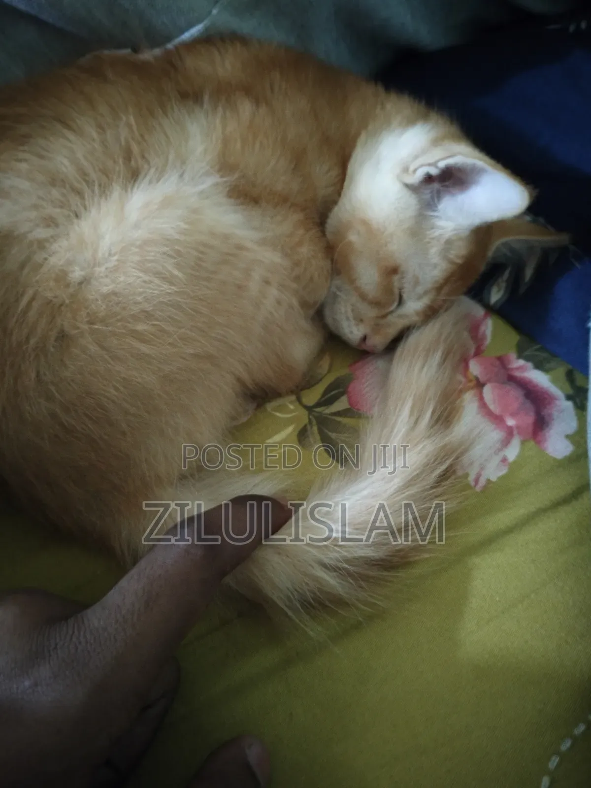 1-3 Months Male Mixed Breed Persian