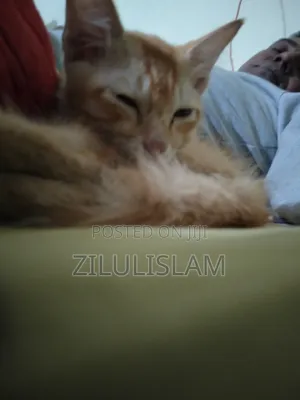 1-3 Months Male Mixed Breed Persian