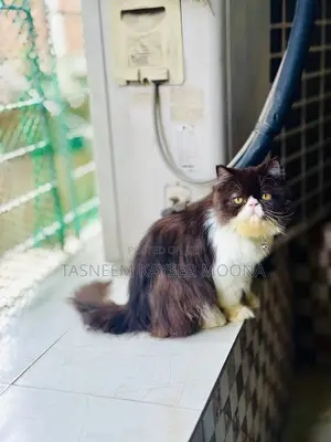 Photo - 6-12 Months Male Purebred Persian