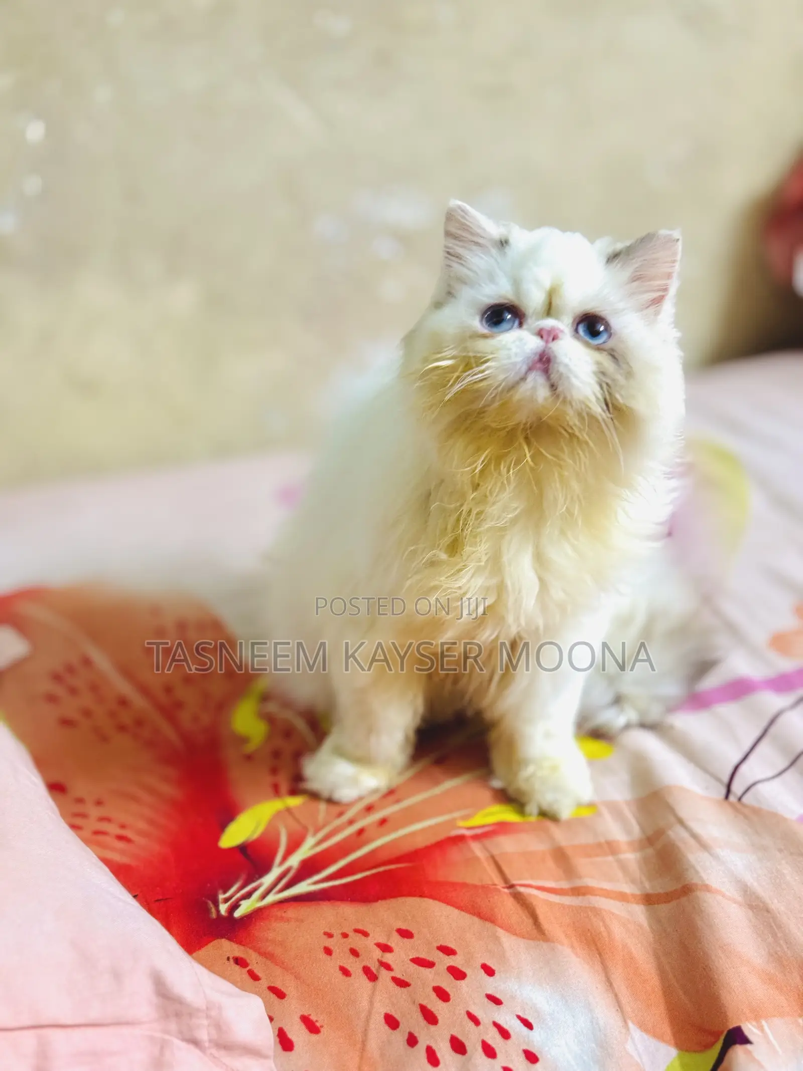 6-12 Months Female Purebred Exotic