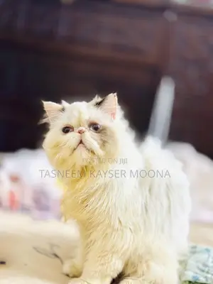 6-12 Months Female Purebred Exotic