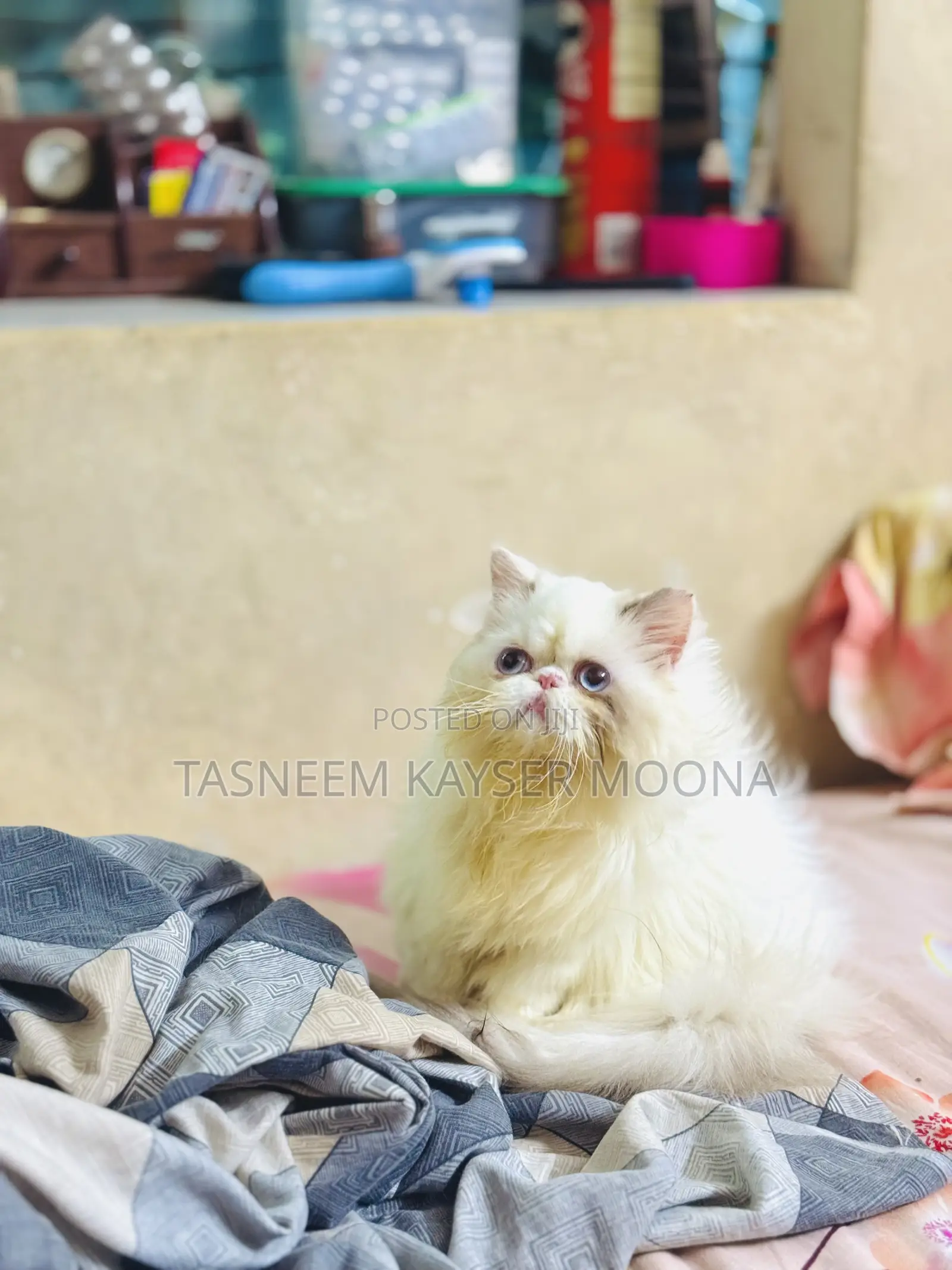 6-12 Months Female Purebred Exotic