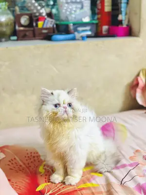 6-12 Months Female Purebred Exotic