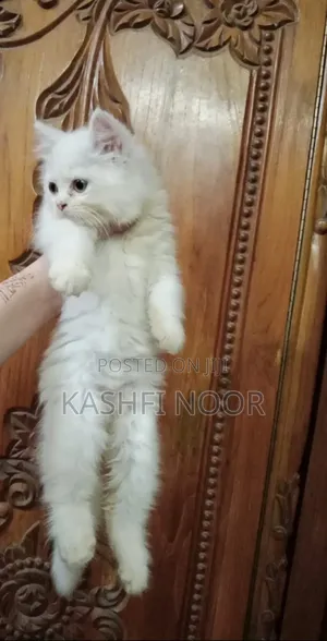Photo - 1-3 Months Male Purebred Persian