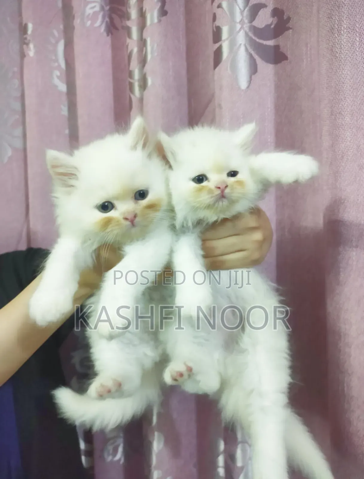 1-3 Months Male Purebred Persian