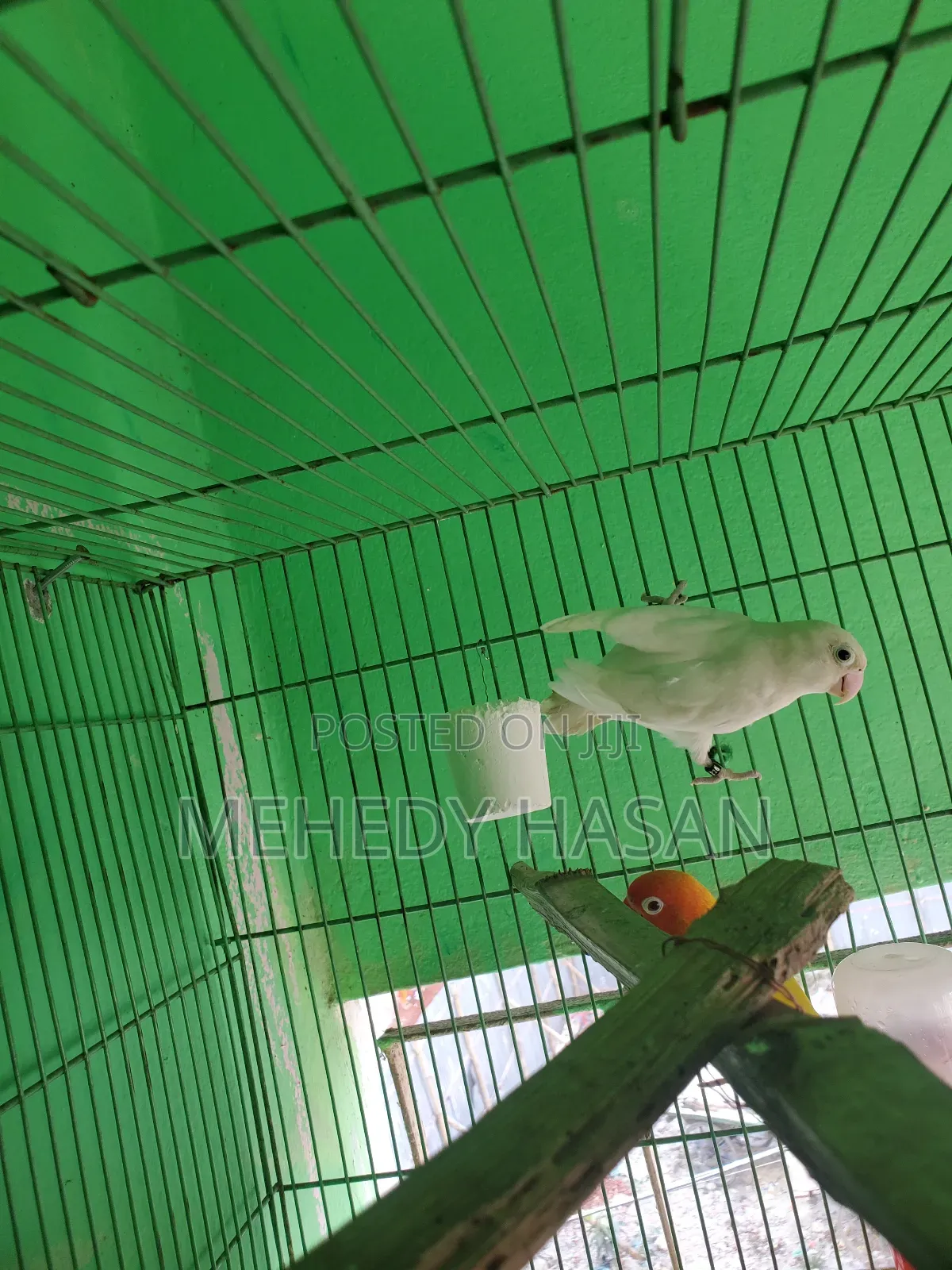 Female Lovebird