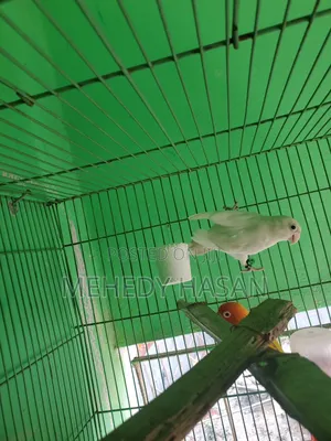 Photo - Female Lovebird
