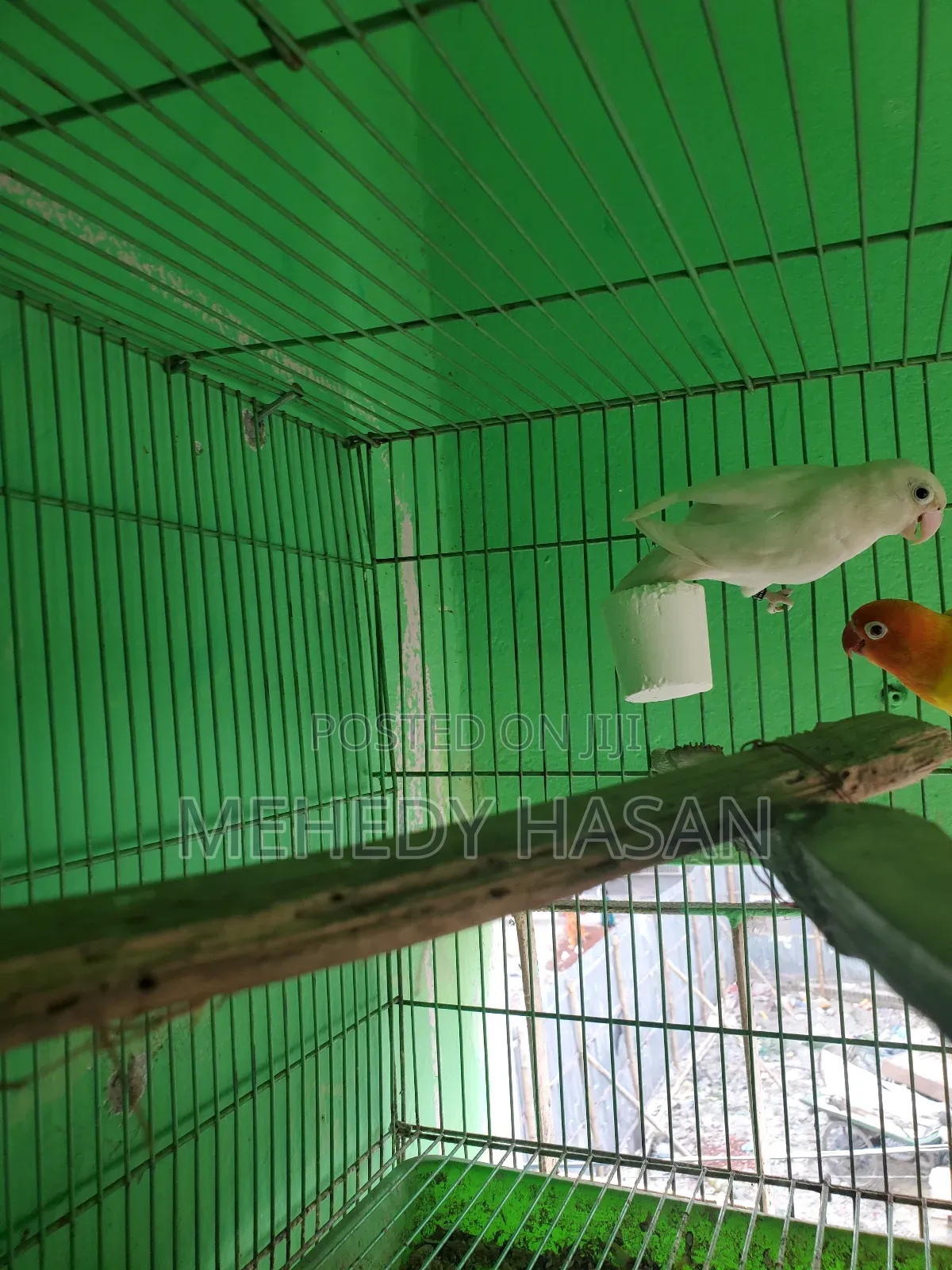 Female Lovebird