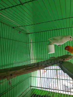 Female Lovebird