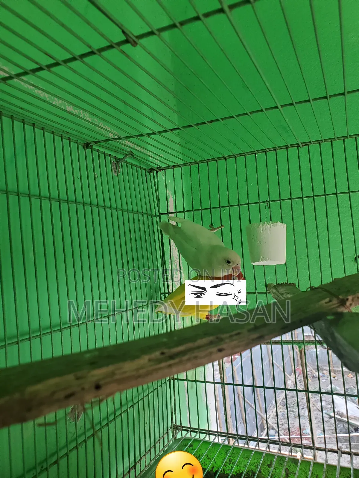 Female Lovebird