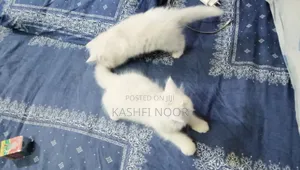 1-3 Months Male Purebred Persian