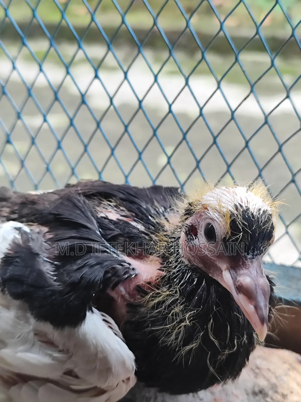 Kobutor Bikri Kora Hobe