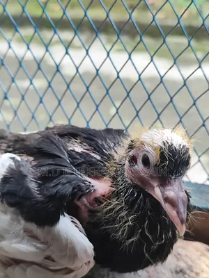 Photo - Kobutor Bikri Kora Hobe