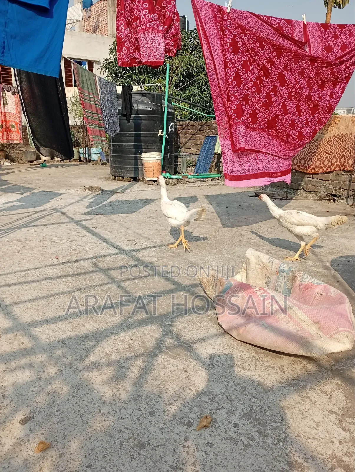 ফাইটার মুরগি