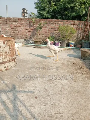 ফাইটার মুরগি