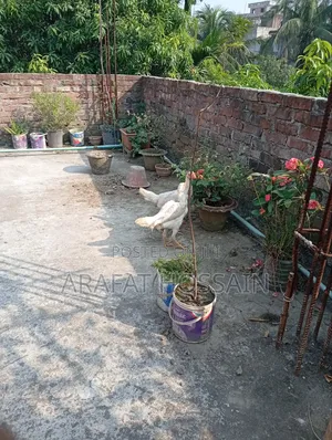 ফাইটার মুরগি