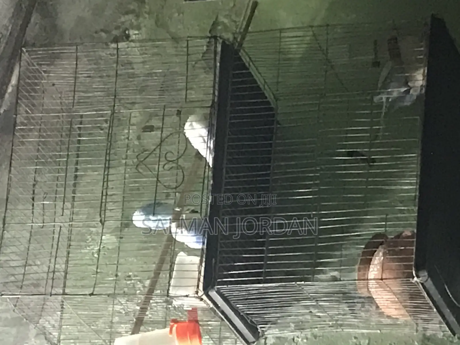 Bazighar Bird Full Adult