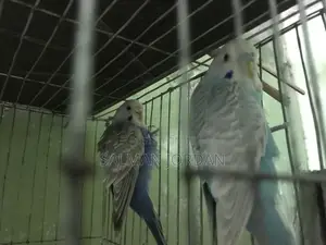 Bazighar Bird Full Adult