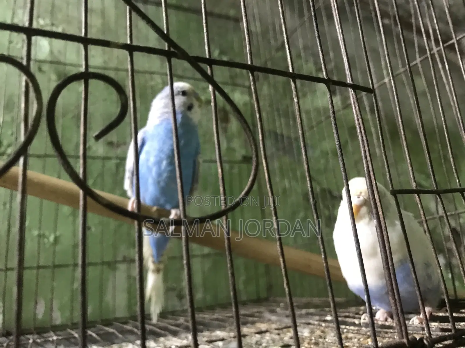 Bazighar Bird Full Adult