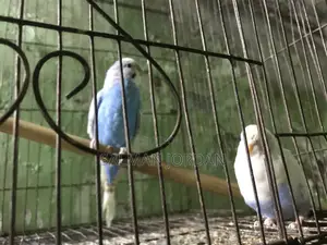 Bazighar Bird Full Adult