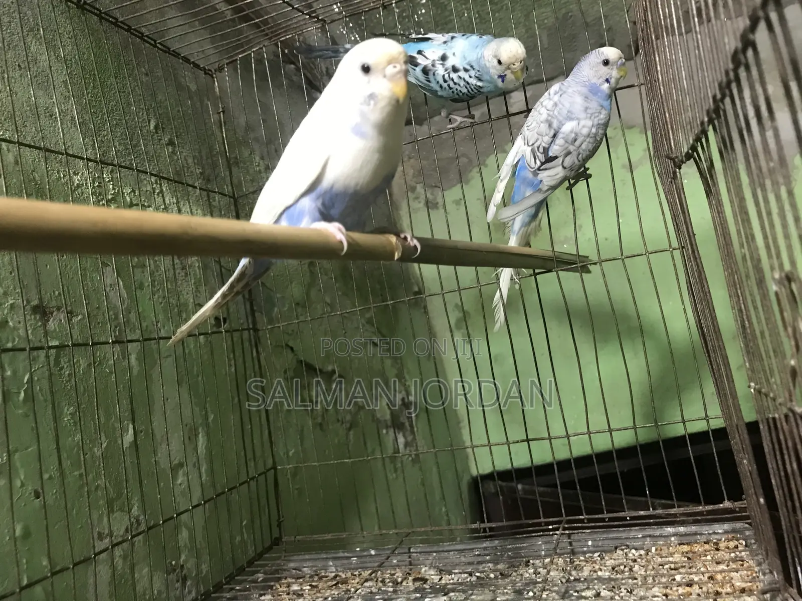 Bazighar Bird Full Adult