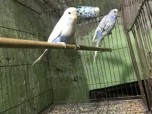 Photo - Bazighar Bird Full Adult