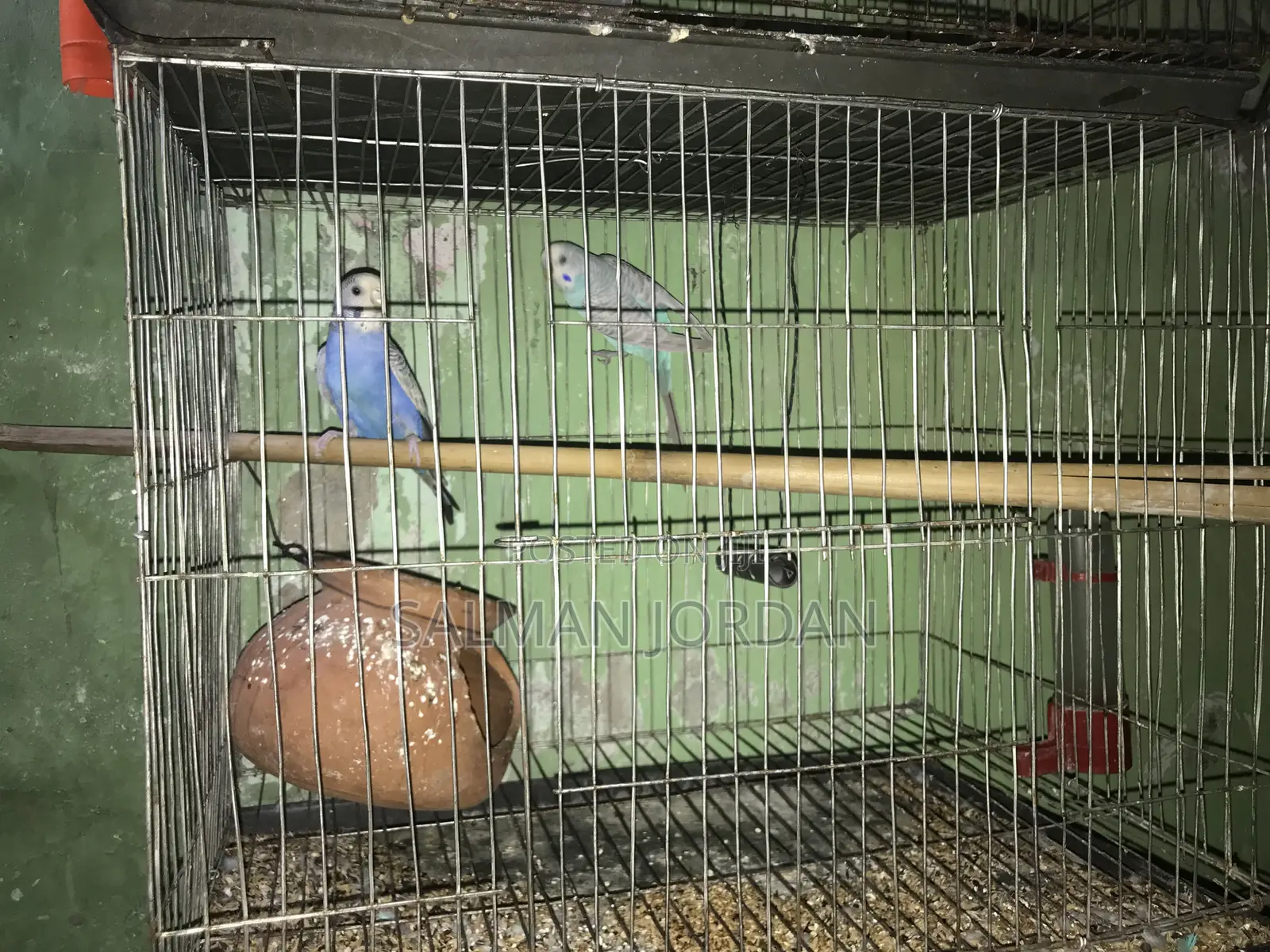 Bazighar Bird Full Adult