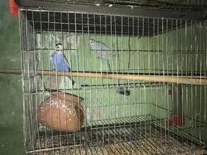 Bazighar Bird Full Adult