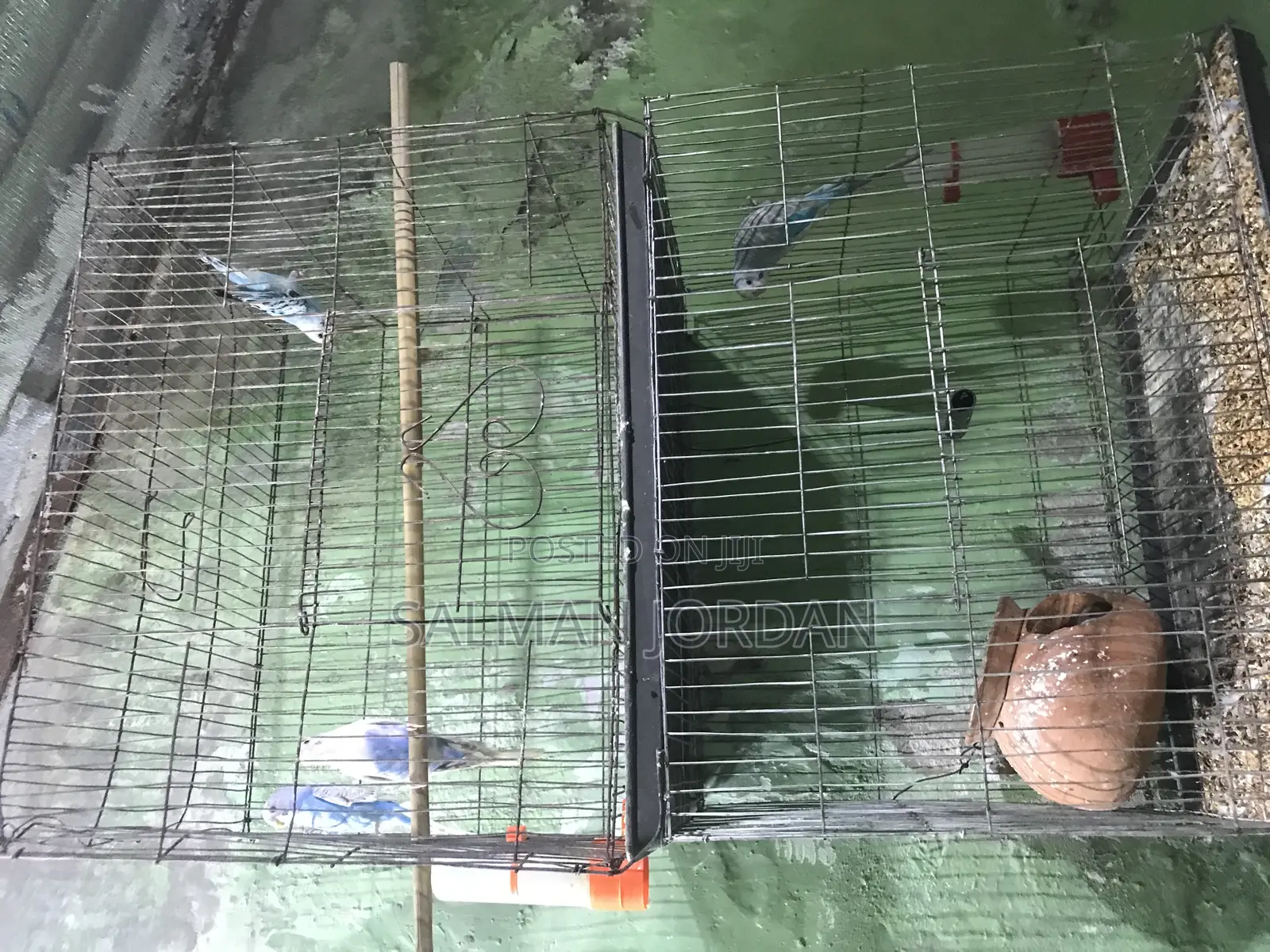 Bazighar Bird Full Adult