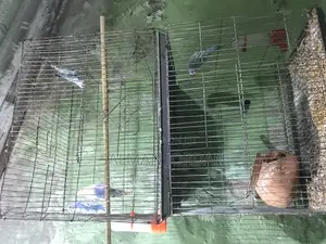 Bazighar Bird Full Adult