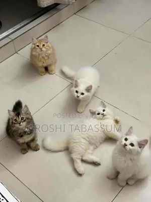 Photo - 1-3 Months Male Purebred Persian