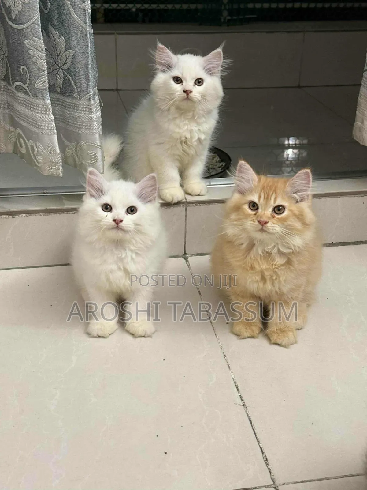 1-3 Months Male Purebred Persian