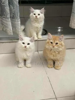 1-3 Months Male Purebred Persian