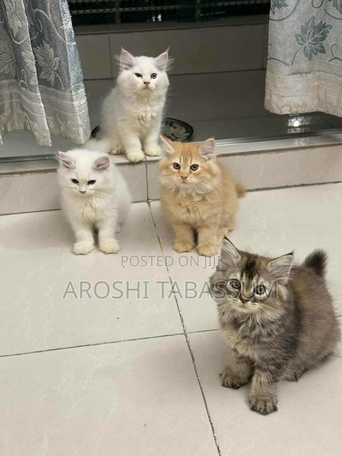 1-3 Months Male Purebred Persian